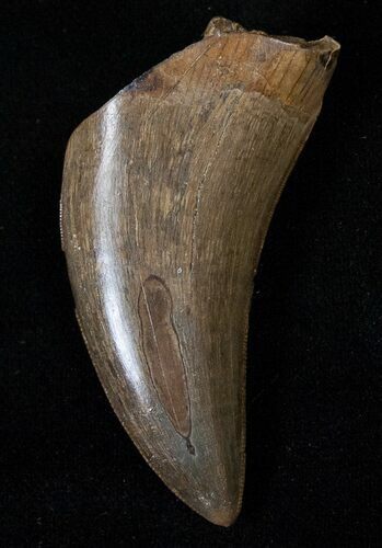 Tyrannosaur Tooth - Great Preservation #15344